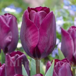 Bulbi Lalele Purple Lady (Tulip)