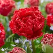 Bulbi Lalele Qatar (Tulip) pachet bulbi lalea qatar tulip shop 110x110
