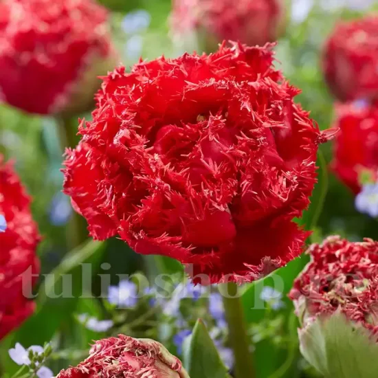 Bulbi Lalele Qatar (Tulip) pachet bulbi lalea qatar tulip shop
