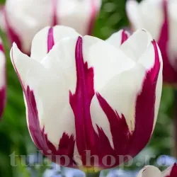 Bulbi Lalele Rem's Favorite (Tulip)