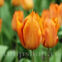 Bulbi Lalele Request (Tulip)