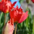 Bulbi Lalele Robbedoes (Tulip) pachet bulbi lalea robbedoes tulip shop 110x110