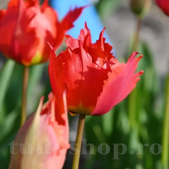 Bulbi Lalele Robbedoes (Tulip) pachet bulbi lalea robbedoes tulip shop