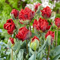 Bulbi Lalele Rococo Double (Tulip)