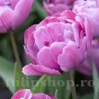 pachet bulbi lalea rosy diamond tulip shop 110x110