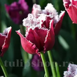 Bulbi Lalele San Pablo (Tulip)