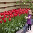 Bulbi Lalele Sky High Scarlet (Tulip) pachet bulbi lalea sky high scarlet tulip shop 110x110