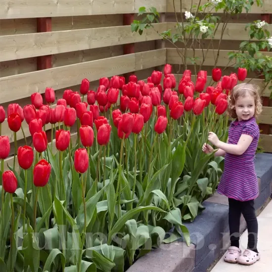 Bulbi Lalele Sky High Scarlet (Tulip) pachet bulbi lalea sky high scarlet tulip shop