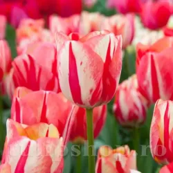 Bulbi Lalele Spring Break (Tulip) Bulbi Lalele Spring Break (Tulip)