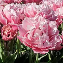 Bulbi Lalele Sugar Crystal (Tulip) Bulbi Lalele Sugar Crystal (Tulip)