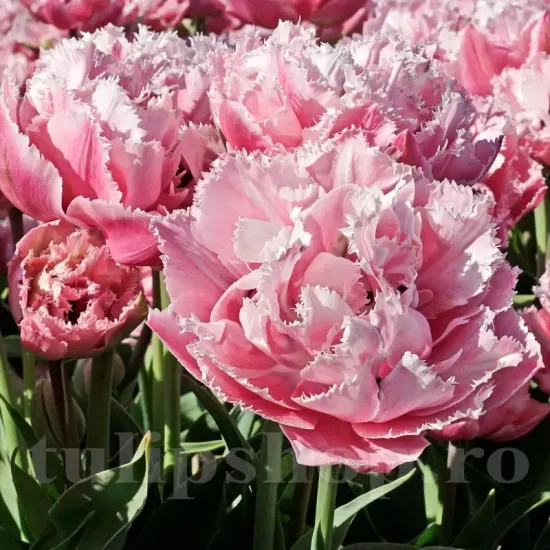 Bulbi Lalele Sugar Crystal (Tulip) pachet bulbi lalea sugar crystal tulip shop