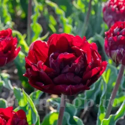 Bulbi Lalele Uncle Tom (Tulip) Bulbi Lalele Uncle Tom (Tulip)
