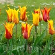 Bulbi Lalele Vendee Globe (Tulip) pachet bulbi lalea vendee globe tulip shop 110x110