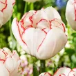 pachet bulbi lalea wild romance tulip shop 110x110