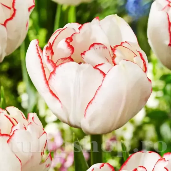 pachet bulbi lalea wild romance tulip shop