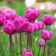 Bulbi Lalele Backpacker (Tulip) pachet bulbi lalele backpacker calitate olanda 110x110