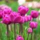 Bulbi Lalele Backpacker (Tulip) pachet bulbi lalele backpacker calitate olanda