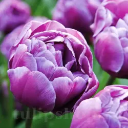 Bulbi Lalele Blue Diamond (Tulip)