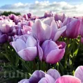 Bulbi Lalele Blue Heaven (Tulip)