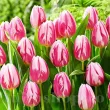 Bulbi Lalele Bojangles (Tulip) pachet bulbi lalele bojangles calitate premium 110x110