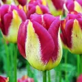 Bulbi Lalele Boston (Tulip)