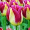 Bulbi Lalele Boston (Tulip)