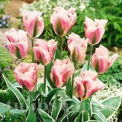 Bulbi Lalele China Town (Tulip)