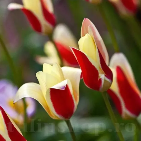 Bulbi Lalele Cynthia (Tulip) pachet bulbi lalele cynthia naturalizare curte
