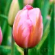 Bulbi Lalele Design Impression (Tulip) pachet bulbi lalele design impression frunzis decorativ