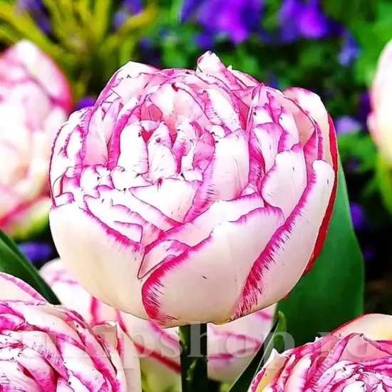Bulbi Lalele Double Touch (Tulip) pachet bulbi lalele double touch gradina primavara