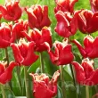 Bulbi Lalele Elegant Crown (Tulip) pachet bulbi lalele elegant crown aspect regal 110x110