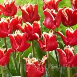 Bulbi Lalele Elegant Crown (Tulip)