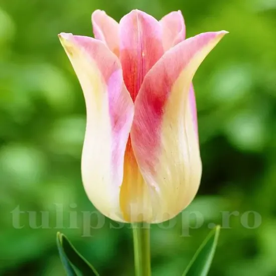 Bulbi Lalele Elegant Lady (Tulip) pachet bulbi lalele elegant lady selectie premium