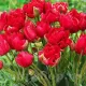 Bulbi Lalele Estatic (Tulip) pachet bulbi lalele estatic selectie premium olanda