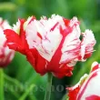pachet bulbi lalele estella rijnveld selectie premium 110x110