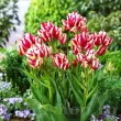 pachet bulbi lalele flaming club selectie olanda 110x110