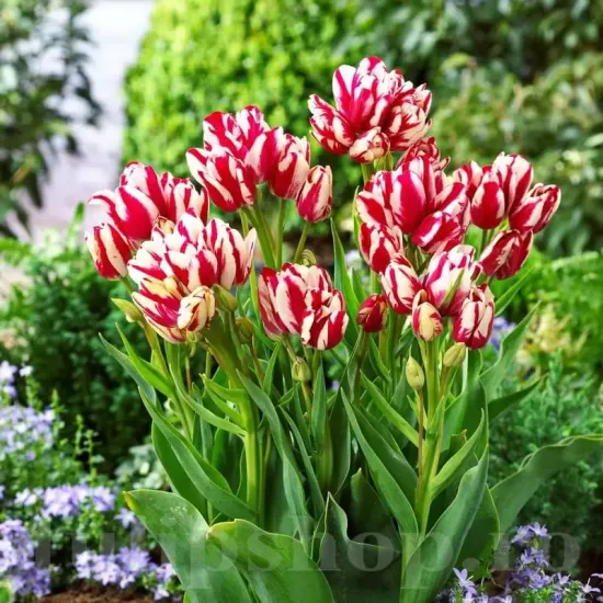 pachet bulbi lalele flaming club selectie olanda