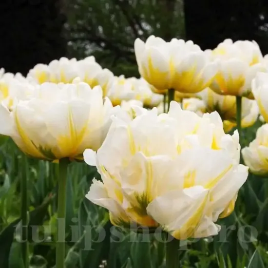 Bulbi Lalele Flaming Evita (Tulip) pachet bulbi lalele flaming evita gradina eleganta
