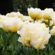 Bulbi Lalele Flaming Evita (Tulip) pachet bulbi lalele flaming evita gradina eleganta
