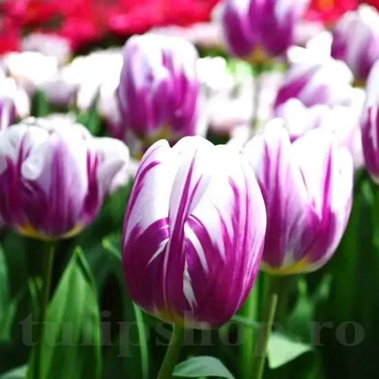 Bulbi Lalele Flaming Flag (Tulip) pachet bulbi lalele flaming flag selectie olanda