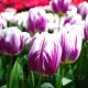 Bulbi Lalele Flaming Flag (Tulip) pachet bulbi lalele flaming flag selectie olanda
