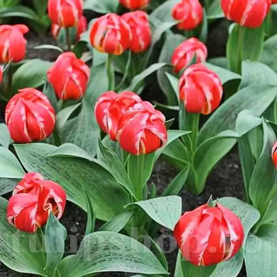 Bulbi Lalele Friendly Fire (Tulip) pachet bulbi lalele friendly fire selectie premium