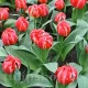 Bulbi Lalele Friendly Fire (Tulip) pachet bulbi lalele friendly fire selectie premium