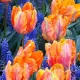 Bulbi Lalele Irene Parrot (Tulip) pachet bulbi lalele irene parrot aspect tropical