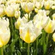 Bulbi Lalele Lemon Beauty (Tulip) pachet bulbi lalele lemon beauty selectie premium