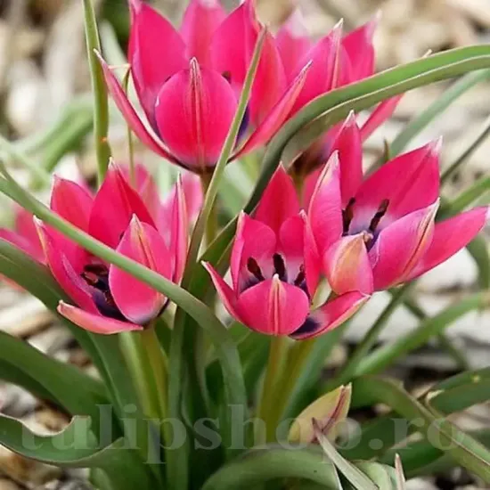Bulbi Lalele Little Beauty (Tulip) pachet bulbi lalele little beauty naturalizare