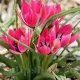 Bulbi Lalele Little Beauty (Tulip) pachet bulbi lalele little beauty naturalizare