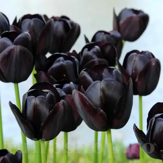 Bulbi Lalele Queen of the Night (Tulip) pachet bulbi lalele negre queen of night premium