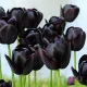 Bulbi Lalele Queen of the Night (Tulip) pachet bulbi lalele negre queen of night premium