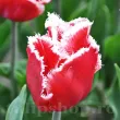 Bulbi Lalele New Santa (Tulip) pachet bulbi lalele new santa selectie premium olanda 110x110